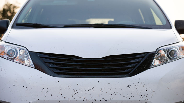 The bumper of the car is littered with dead insects. Insects and black-flies on front of a car before washing Credit:goodmoments