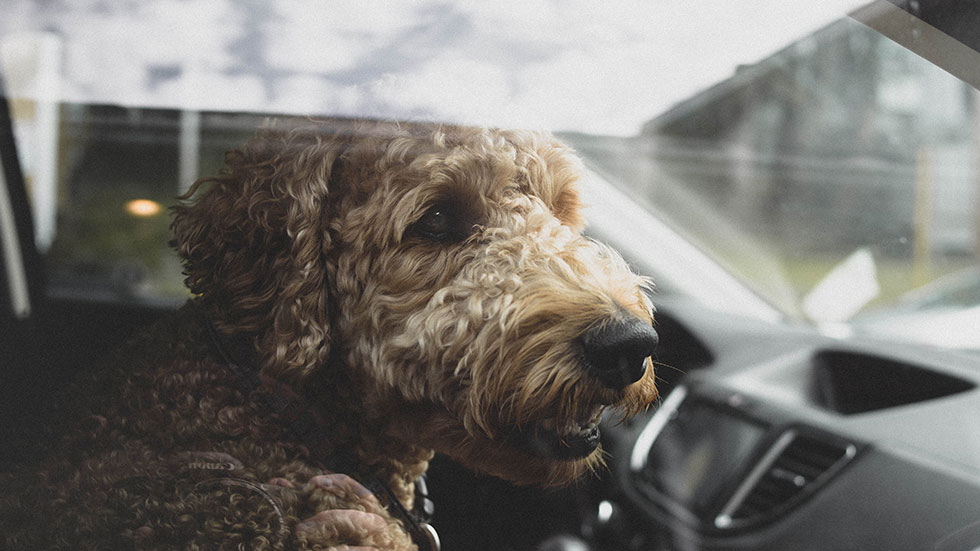 Dog left in car