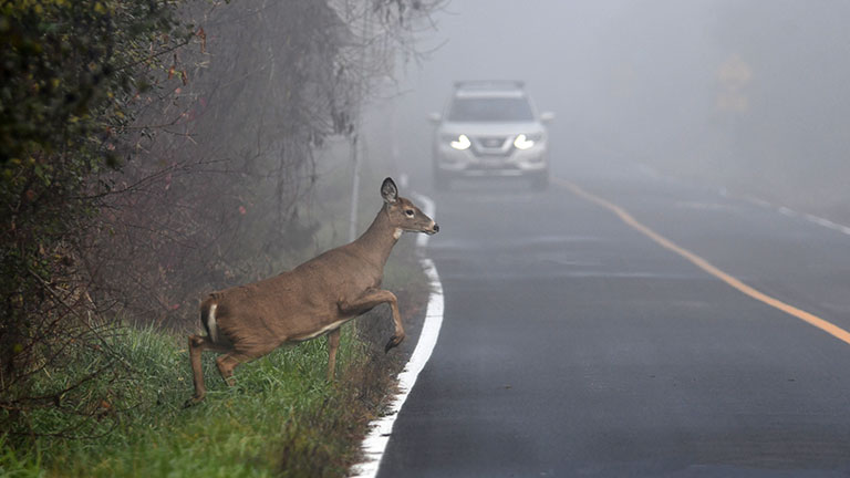 White tailed deer doe walking on road through morning fog in front of an oncoming car By Carol Hamilton