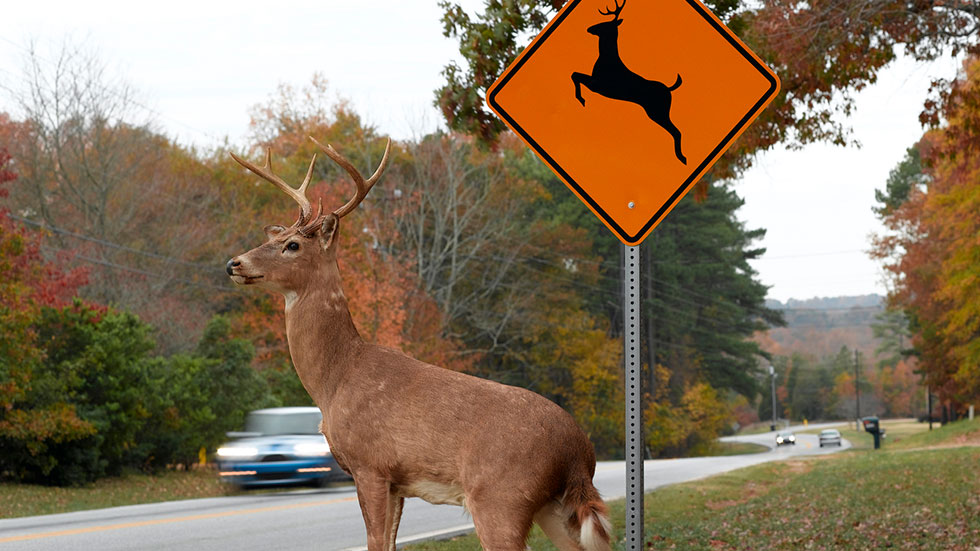 Deer Xing