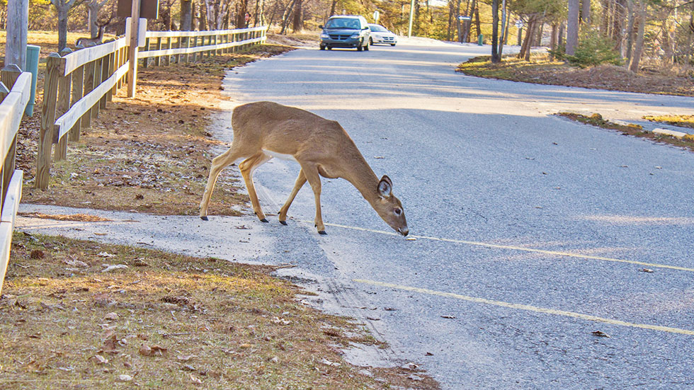 Deer alone