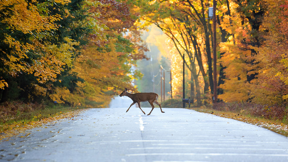 Deer getting across the street