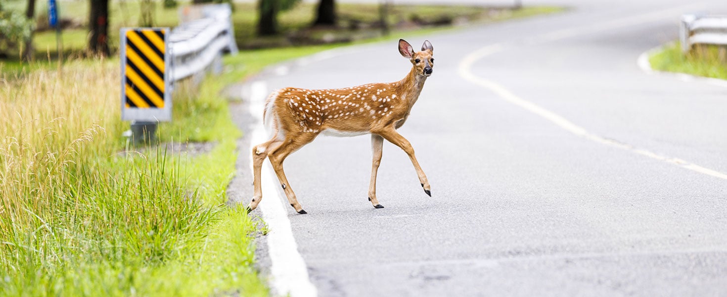 Deer Crossing the road