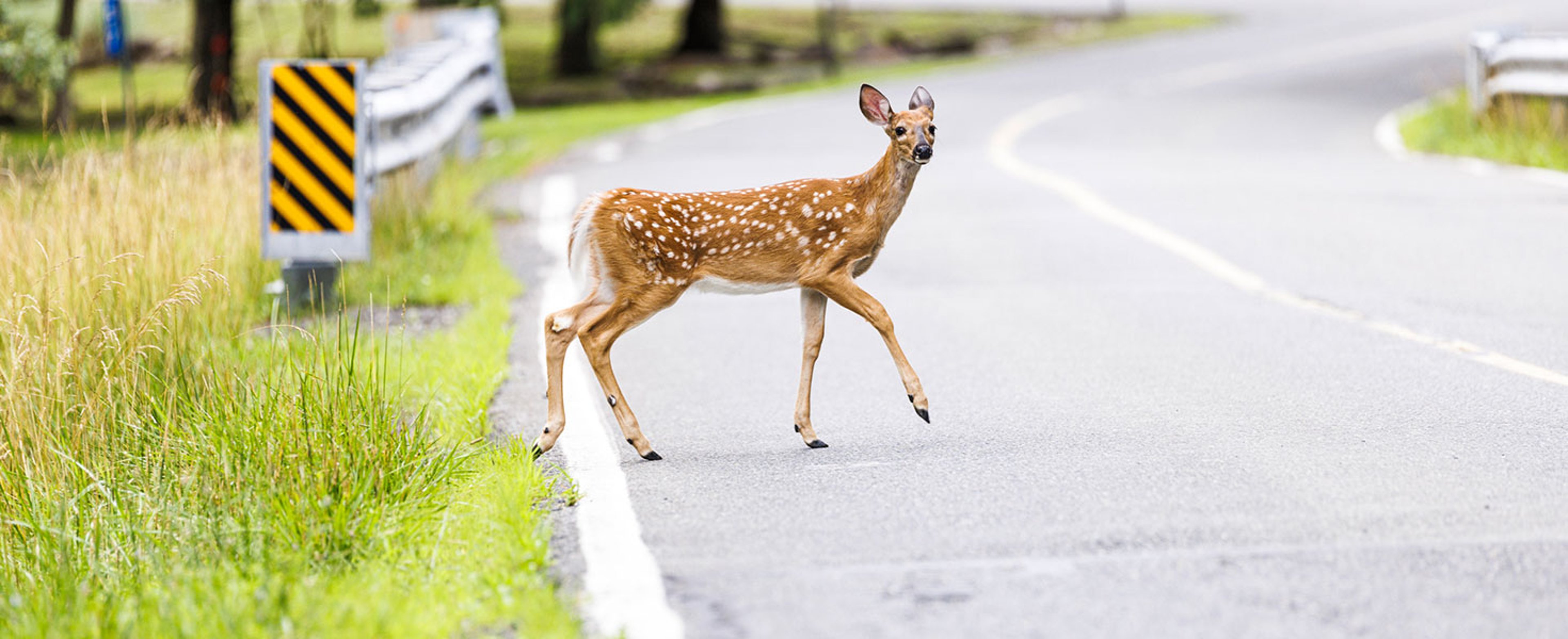 Deer Crossing the road