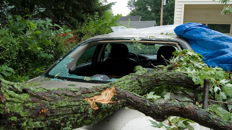 Rear wind shield of a car shattered by a tree limb