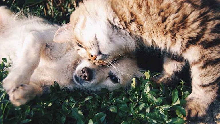 Pet Insurance