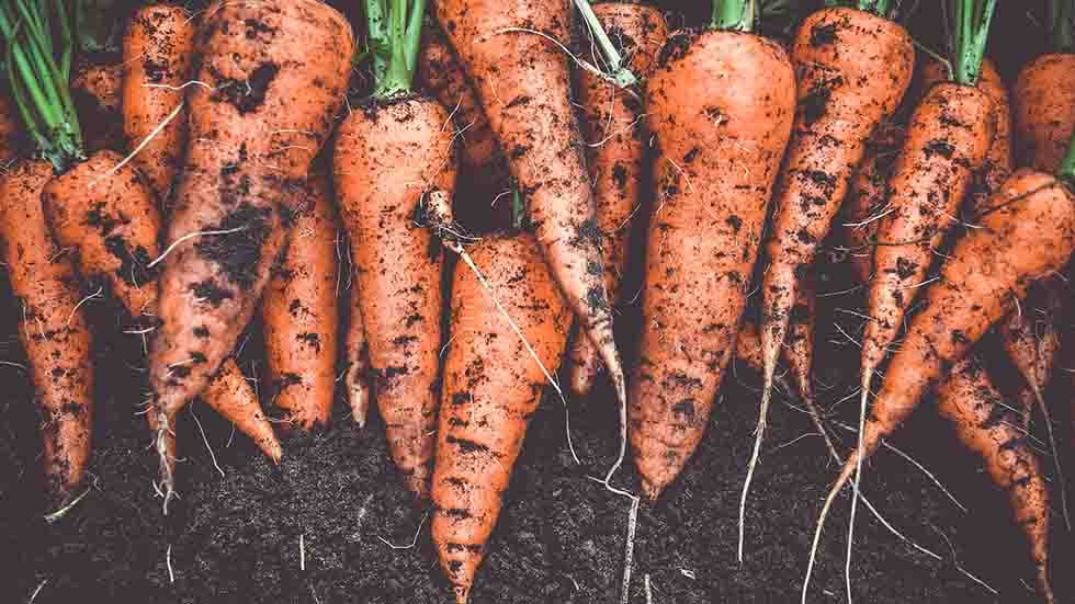 Carrots