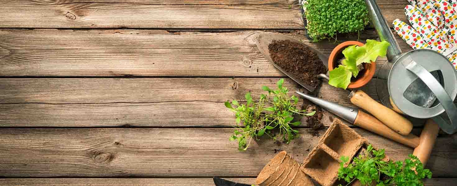 Beginners Guide to Gardening