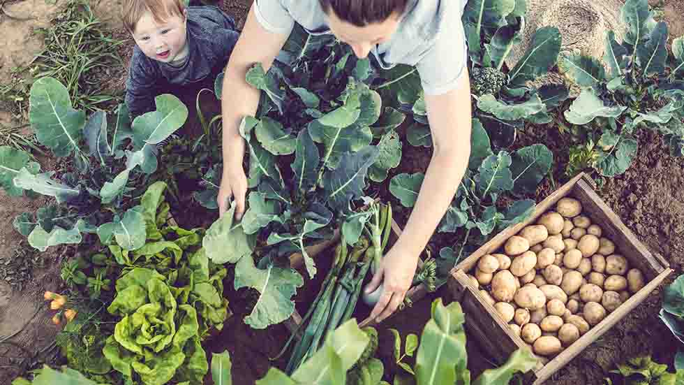 Veggie garden