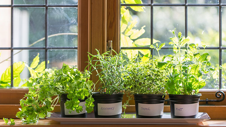 Herbs growing in post on a windowsill Credit:CBCK-Christine