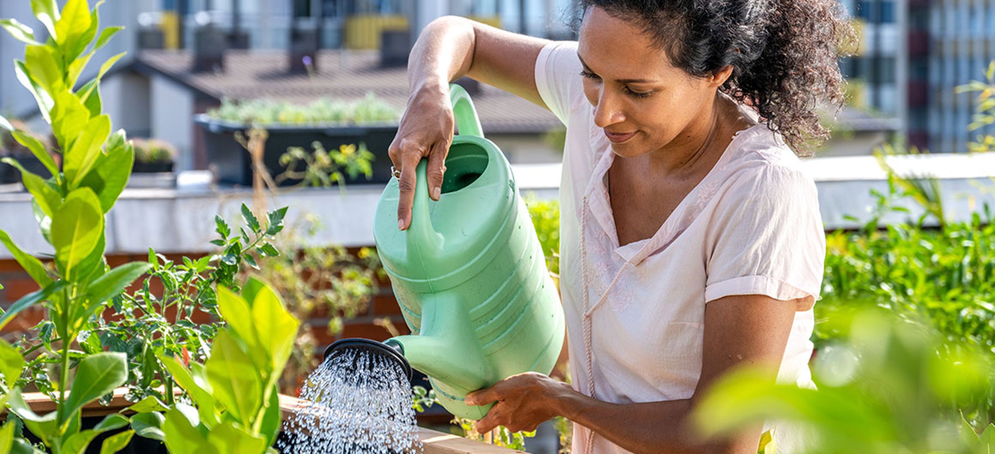Person watering vegetables in a raised planter on a rooftop garden in an urban setting.