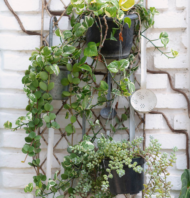 A vertical shot of a variety of trailing houseplants, including variegated Pothos and Burro's Tail succulent, hanging in black pots from a metal lattice trellis against a white brick wall. Decorative vintage kitchen ladles and colanders are integrated into the display, creating a rustic and creative garden feature.