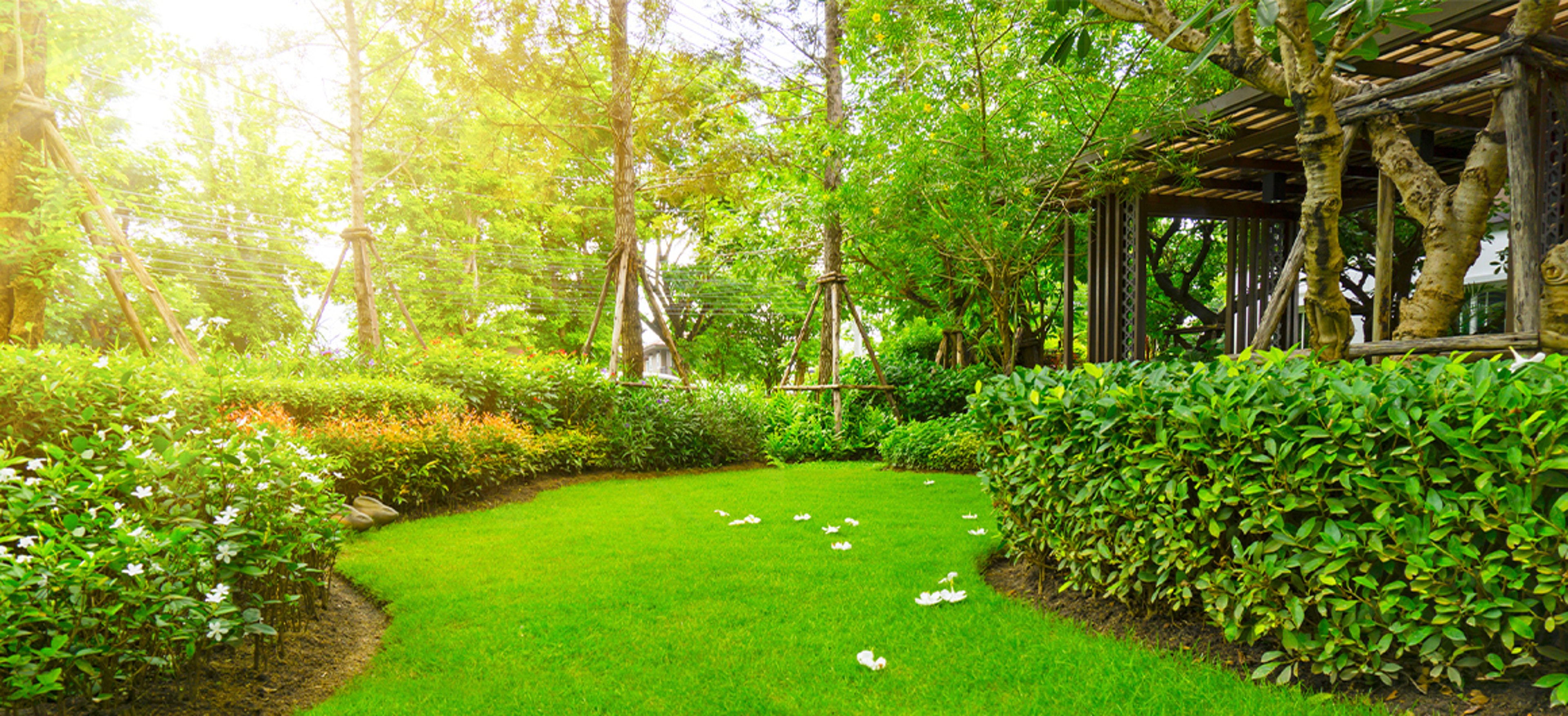 lush green lawn and hedges