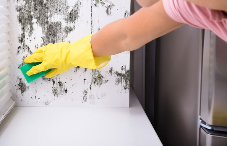 mold being cleaned off walls