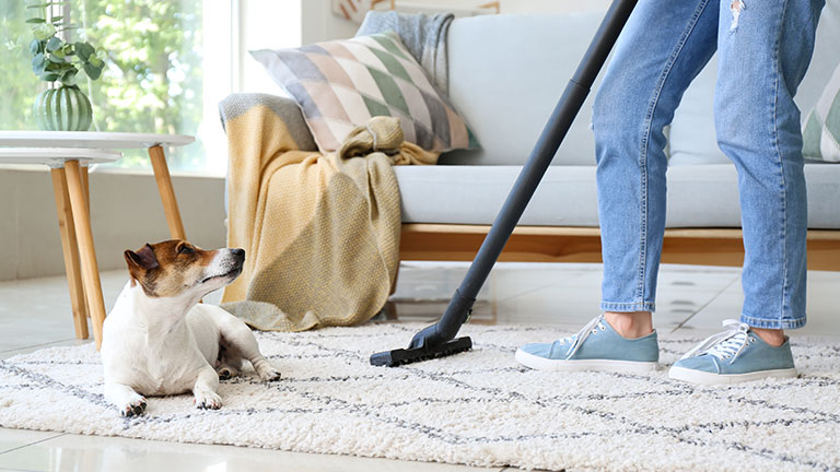 Owner of cute dog cleaning carpet at home By Pixel-Shot