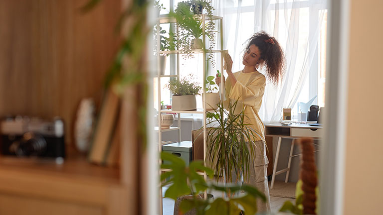 Mirror reflection of young woman cleaning shelves with live green plants in cozy home copy space By Seventyfour