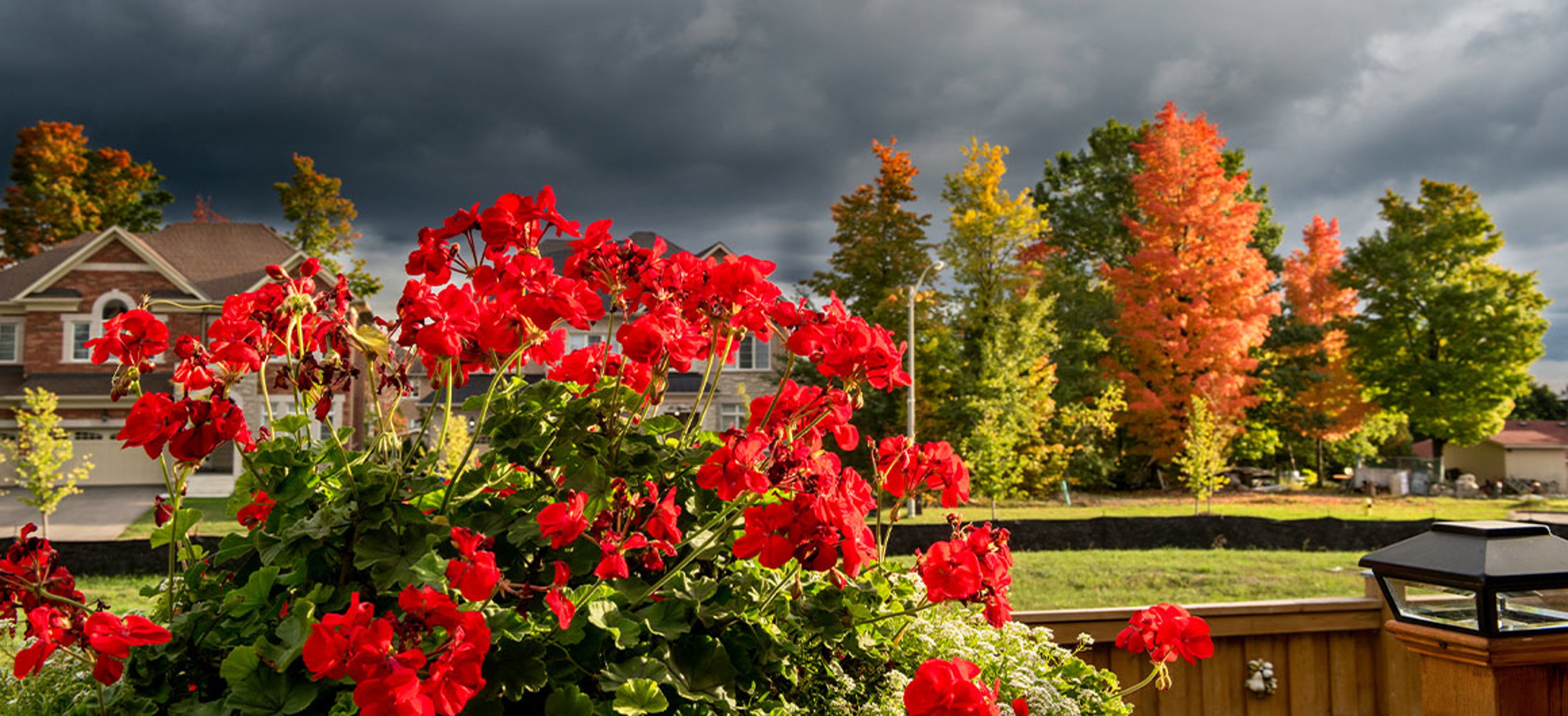 plant with red flowers in front of a stormy sky