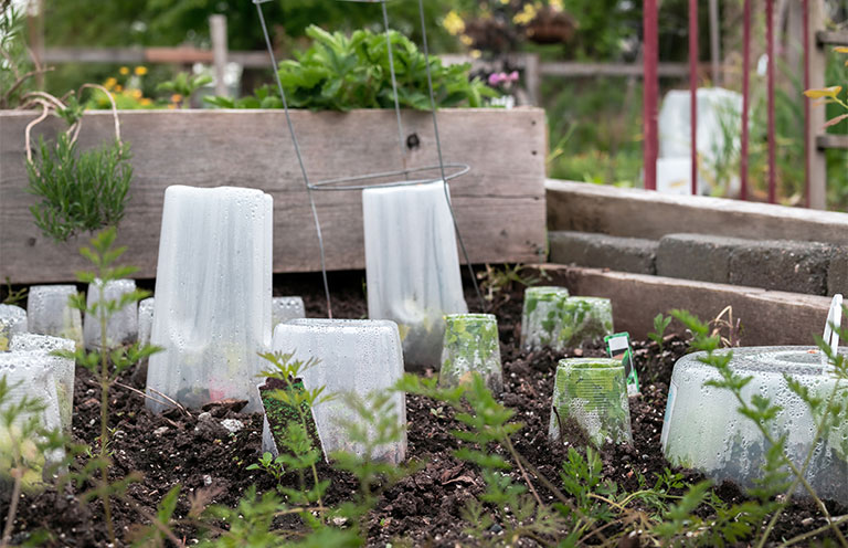 covering plants in garden