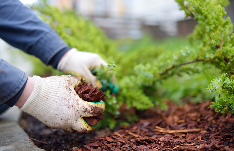 person tending to plants in garden