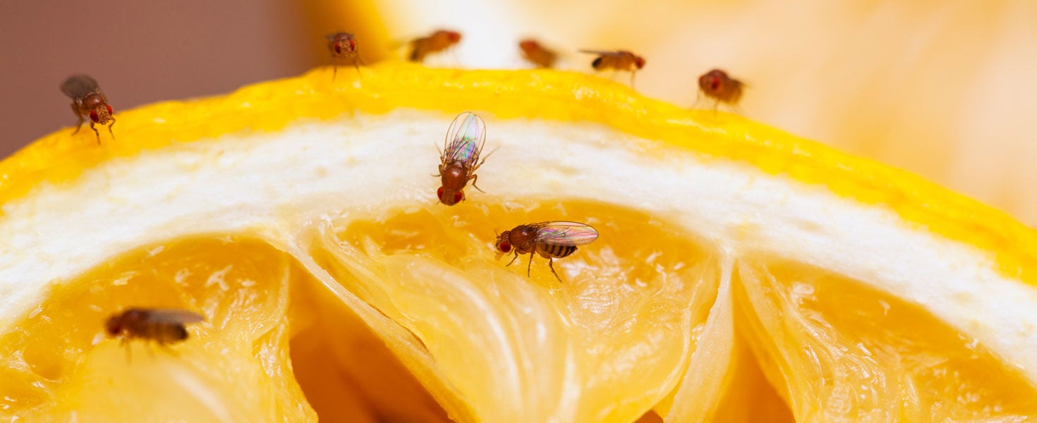 Fruit Flies