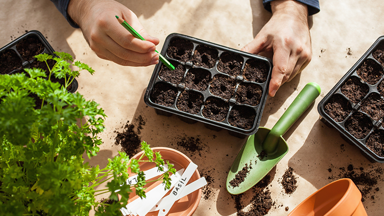 gardening, planting at home. man sowing seeds in germination box Credit: OlgaMiltsova