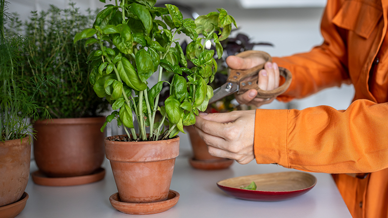 Girl cutting fresh leaves of home grown basil greens for cooking with scissors; Credit: Dima Berlin