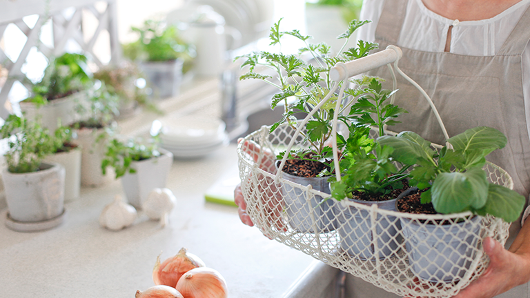 Different herbs in pot; Credit: kazoka30