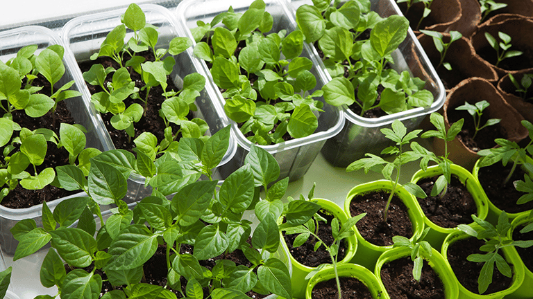 Top view of the many pots with seedlings of vagetables, indoor Credit: gvl