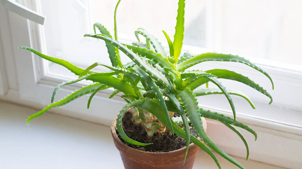 Aloe Plant