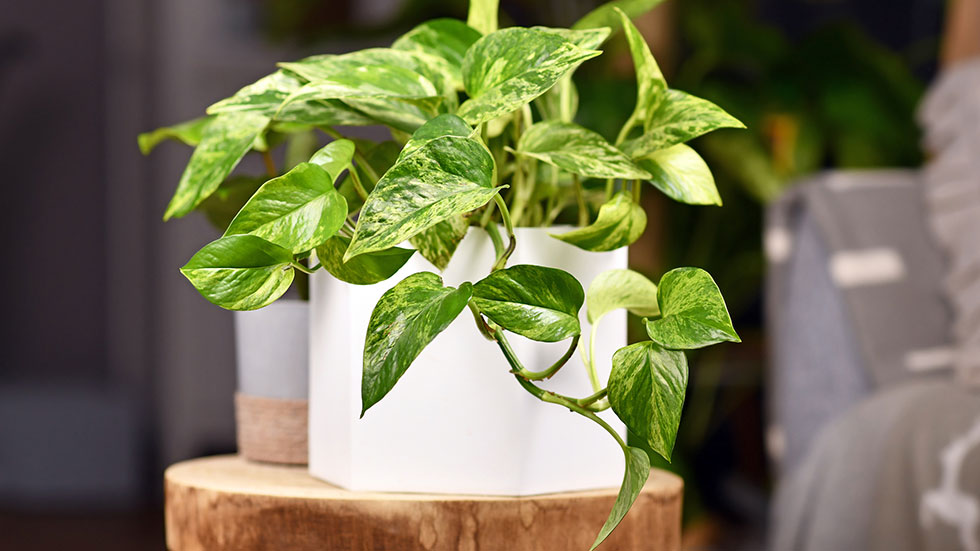 Epipremnum Aureum Marble Queen