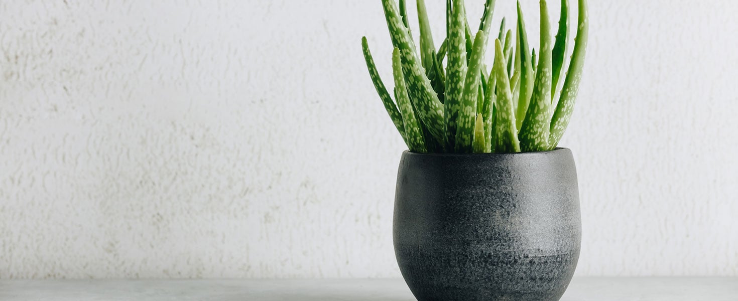 Low maintenance House Plants