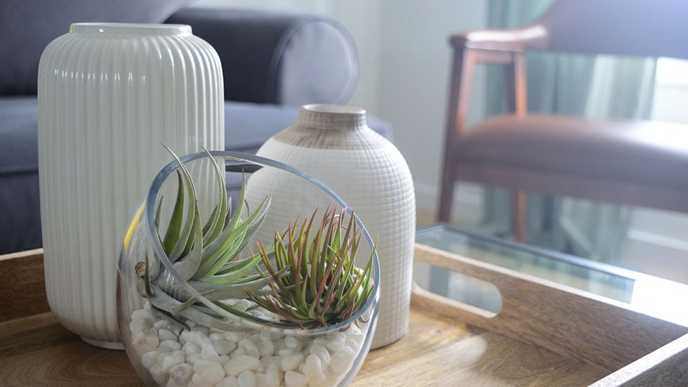 Indoor Air plant