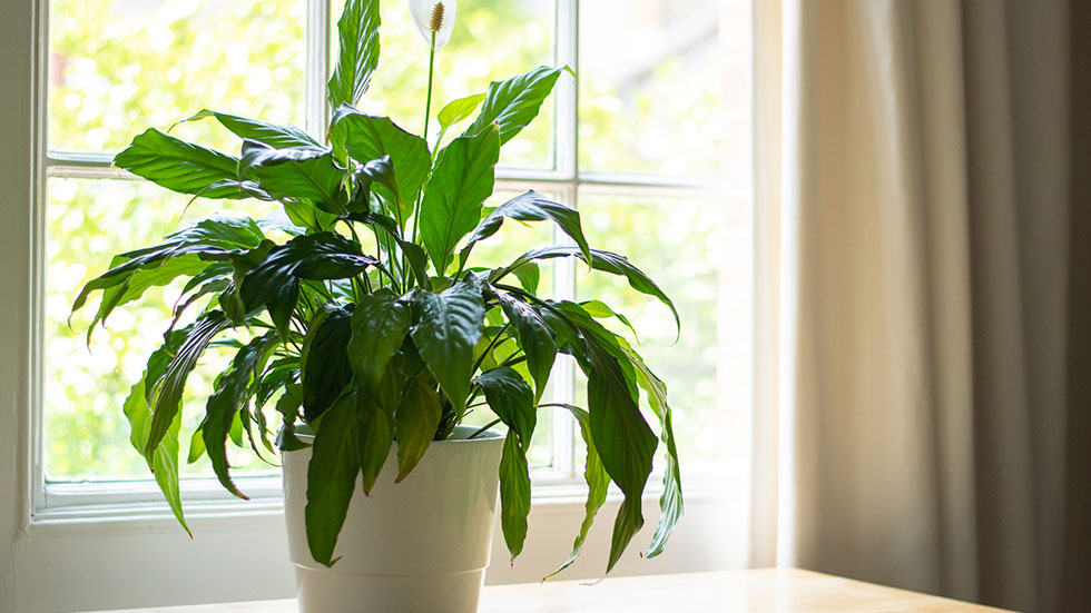 Peace lily plant