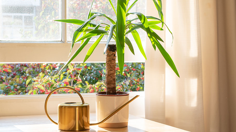 Yucca