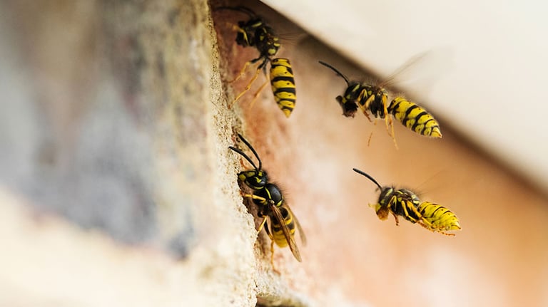 Home infested by Asian Ladybugs and Flies during Automn in Quebec Canada. Picture was taken inside and outside during a beautiful sunny day.  Credit: manonallard