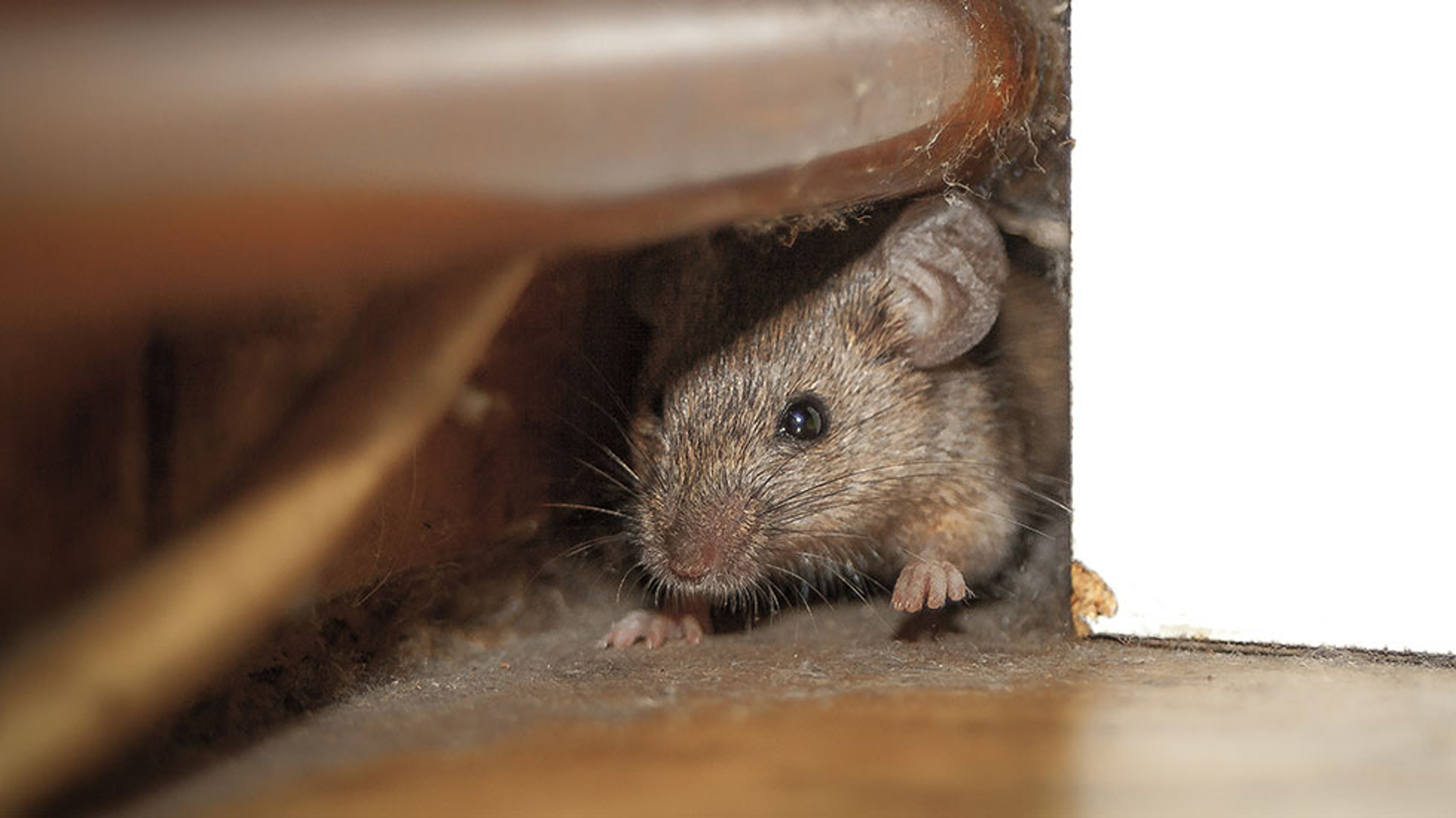 Mouse peeking out of the hole; Credit: Dejan Kolar