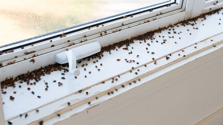 Home infested by Asian Ladybugs and Flies during Automn in Quebec Canada. Picture was taken inside and outside during a beautiful sunny day.  Credit: manonallard