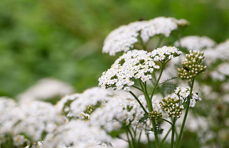 common yarrow plant