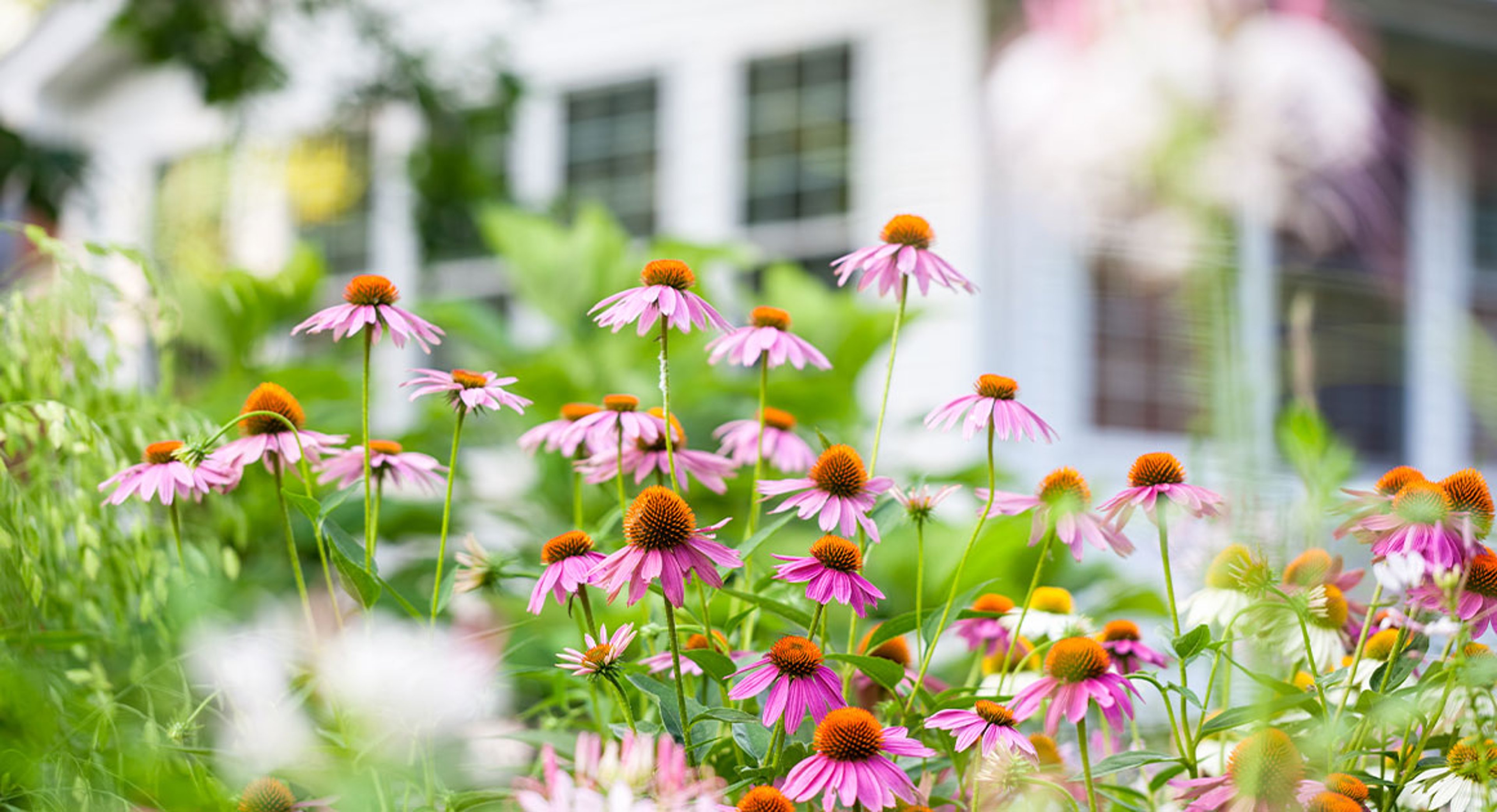 purple cornflowers in front of house