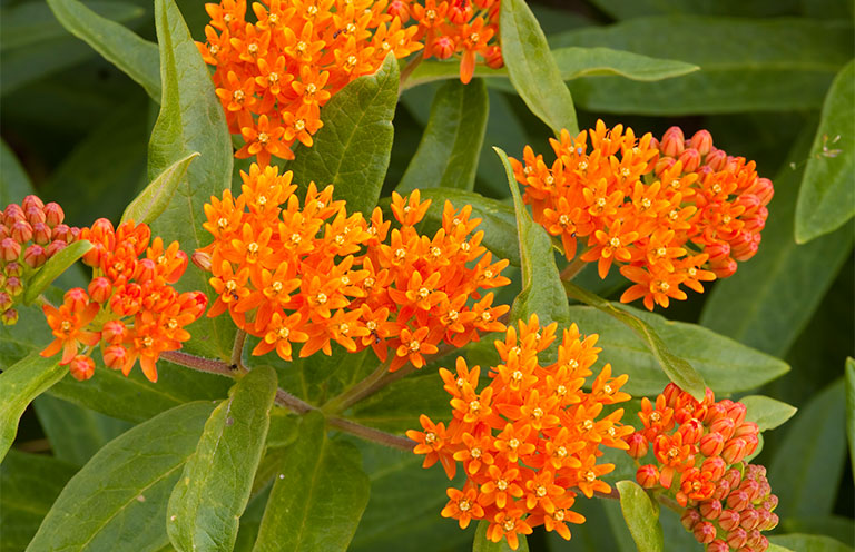 butterfly milkweed plant