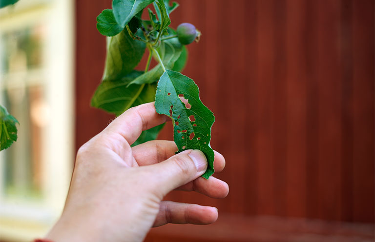 leaf eaten by pests