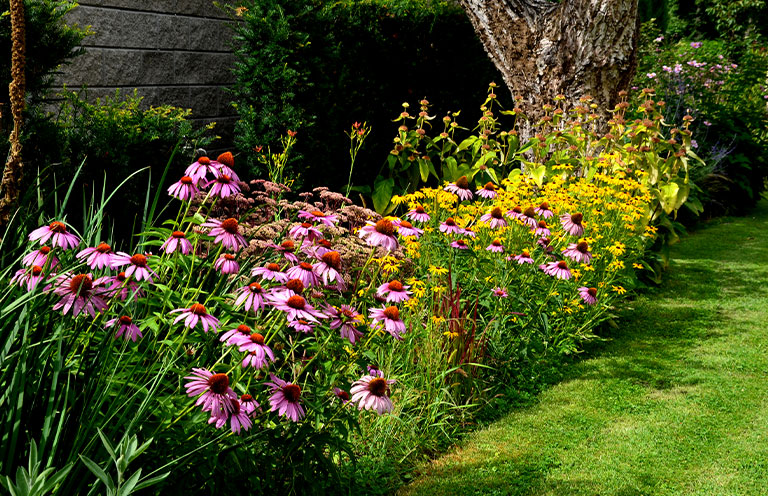 purple cornflower and other plants in yard