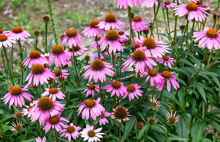 purple cornflowers