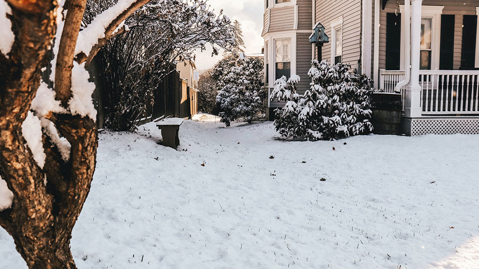 Snowy Yard