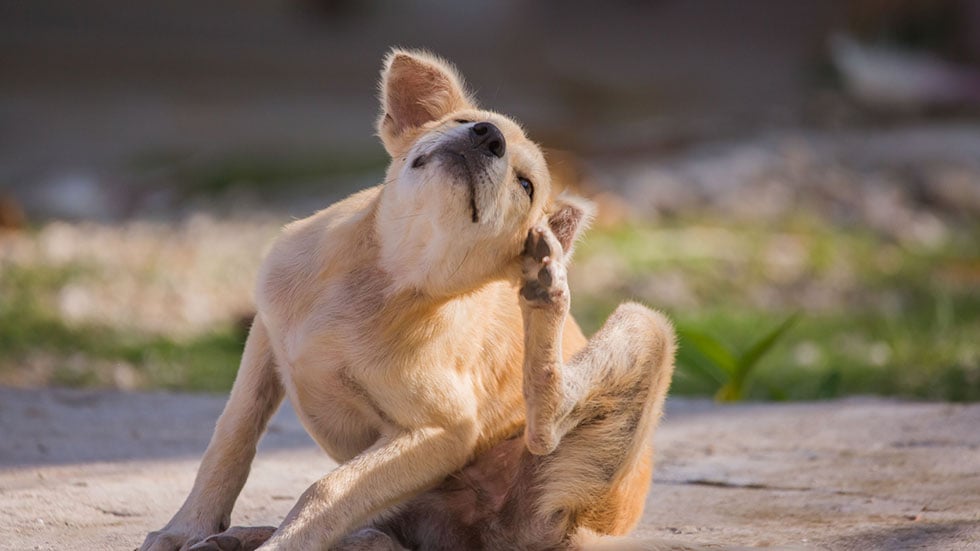 Dog flees