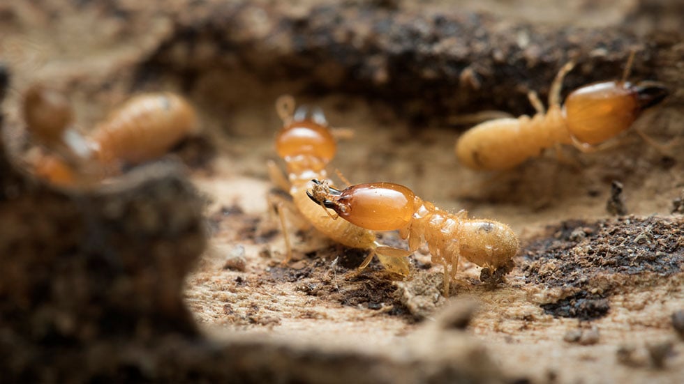 Termites