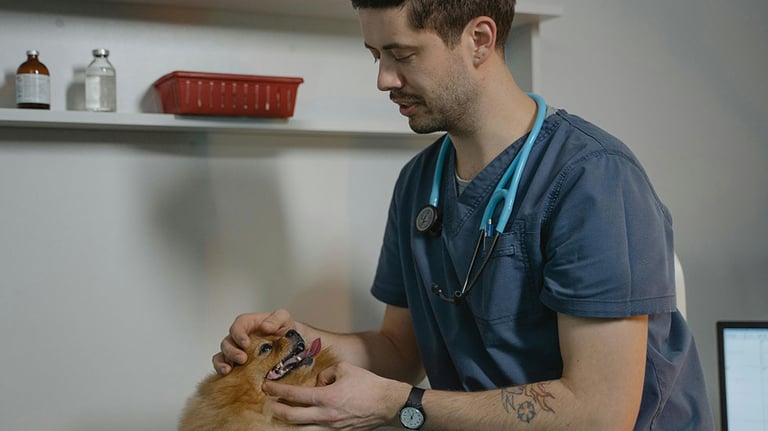 Person in Blue Scrub Suit Holding a Dog; Credit: Tima Miroshnichenko with Pexels