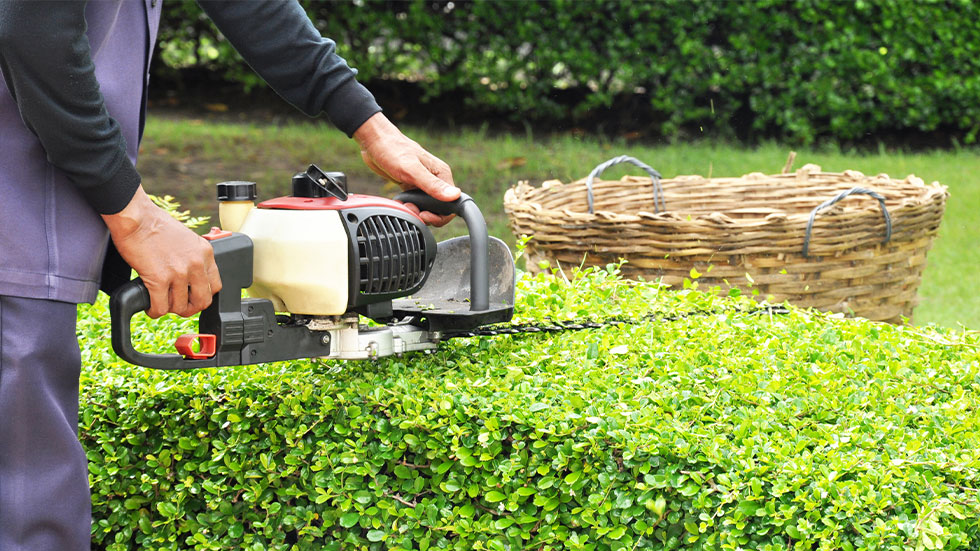 man trimming hedges