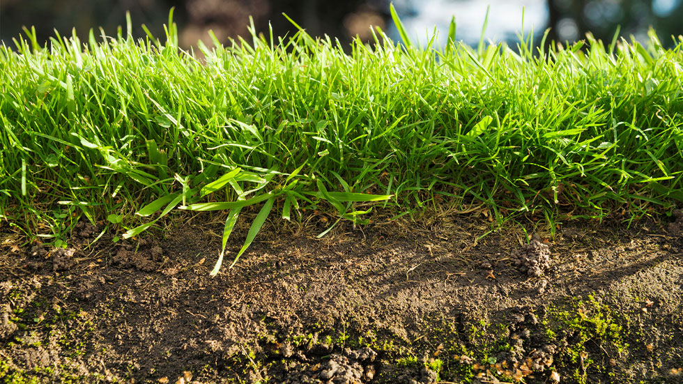 A macro cross-section view of grass and soil