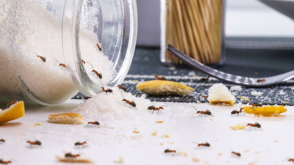 Red ants eating sugar over messy table, ant infestation indoors; Credit: RHJ
